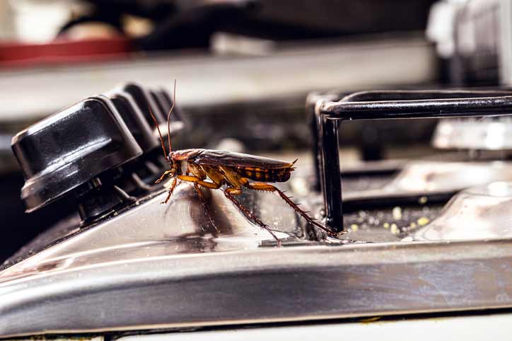 Commercial Pest Control | Envirosmart Pest Management